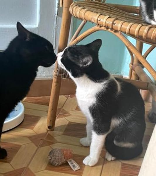 Verschmuster Kater Lyon