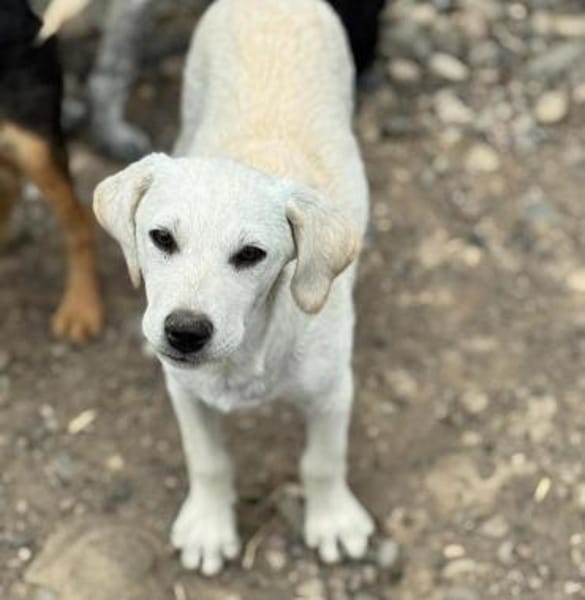 Banjo sucht ein schönes Zuhause