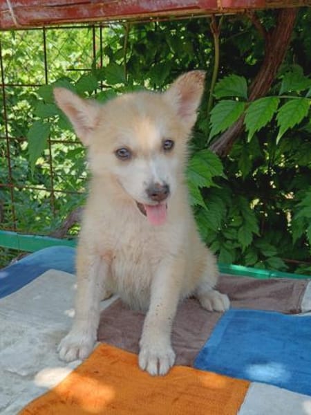 💕Skadi💕 sucht eine liebe Familie🐾💕🐾