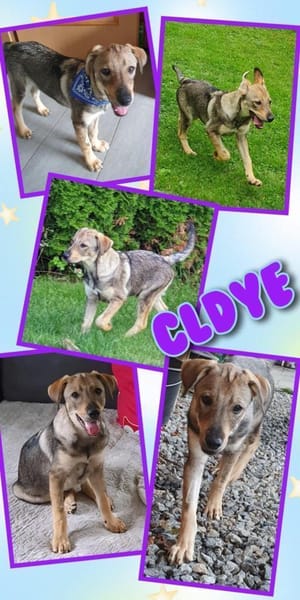 Toller Clyde sucht neue Familie!