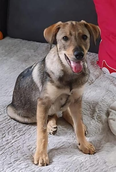 Toller Clyde sucht neue Familie!