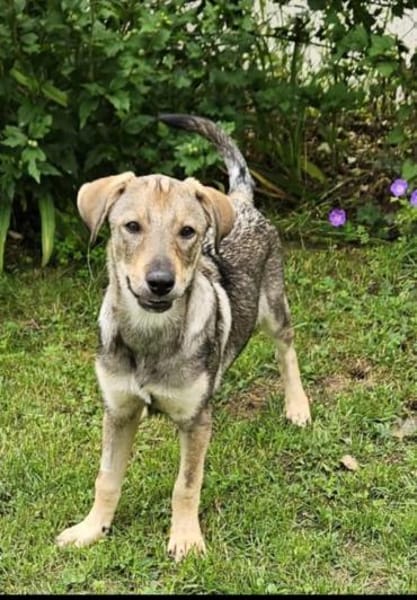 Toller Clyde sucht neue Familie!