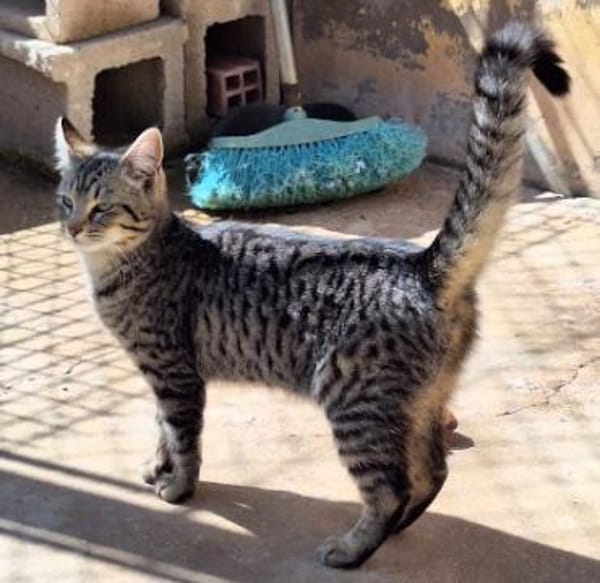 Junge, fröhliche Katze Tirana