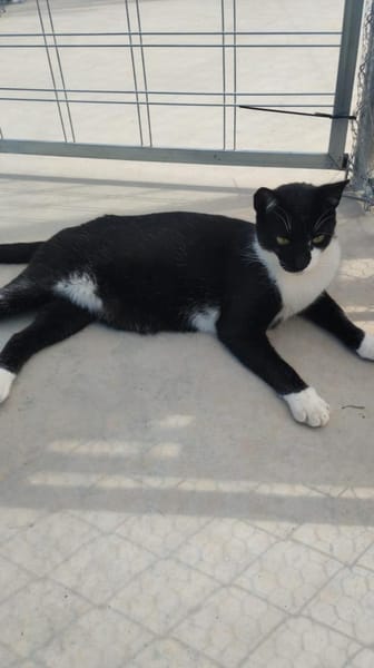 Lebhafter, sozialer Kater Theo