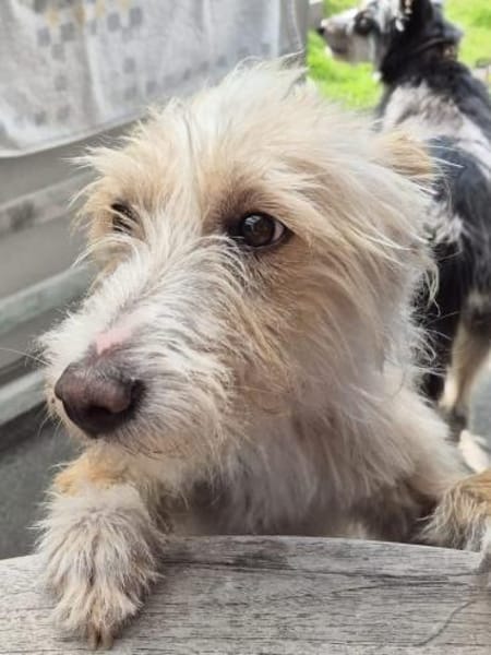 Turpi1 sucht ein Zuhause