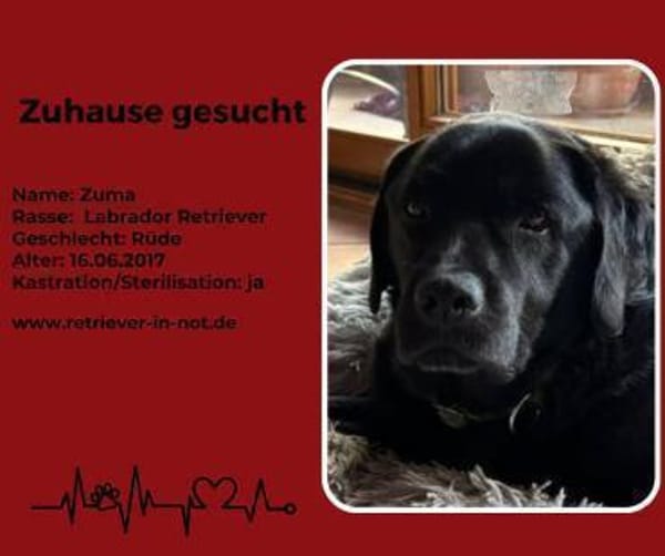 Zuma sucht sein endgültiges Zuhause