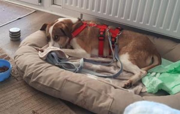 Nini ist eine sanfte, so liebe Hündin!