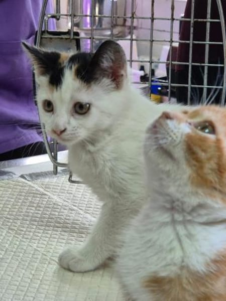 Katzengeschwister Mae & Minima