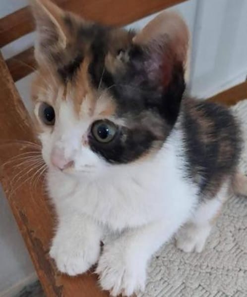 Katzengeschwister Mae & Minima