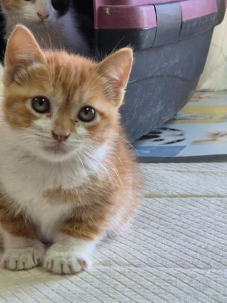Katzengeschwister Mae & Minima