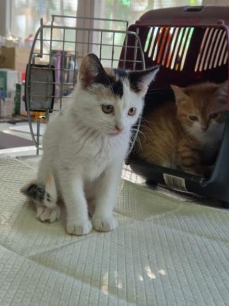 Katzengeschwister Mae & Minima