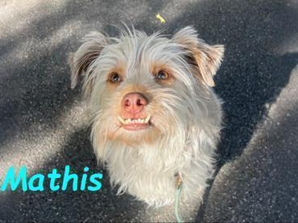 Mathis - anhänglich und aktiv 08/22 DE