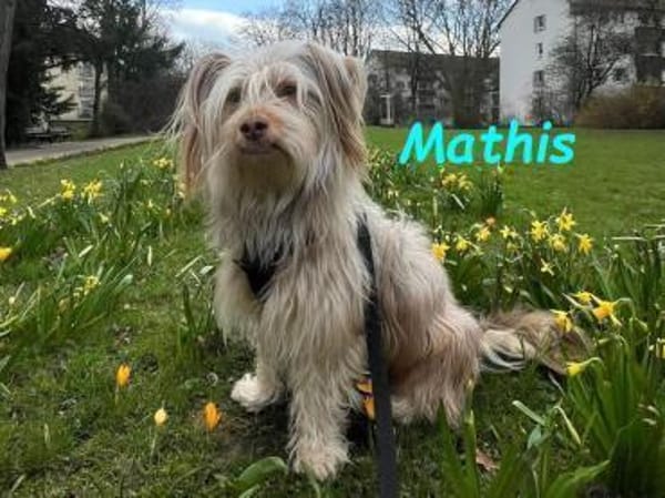 Mathis - anhänglich und aktiv 08/22 DE