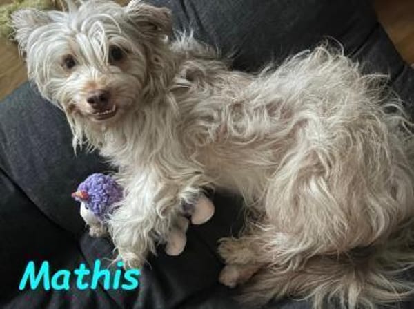 Mathis - anhänglich und aktiv 08/22 DE