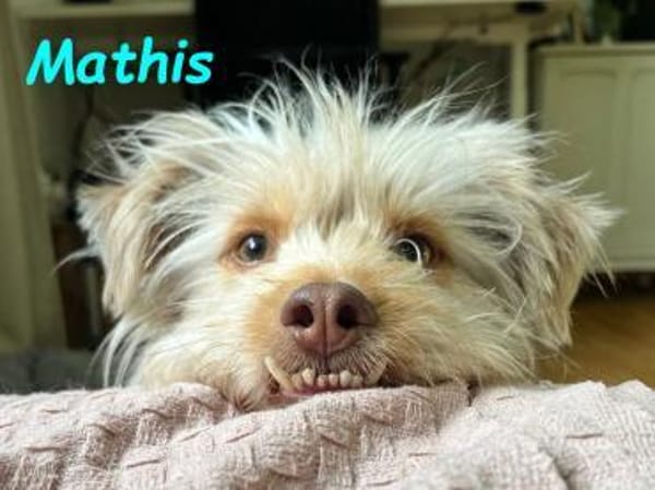 Mathis - anhänglich und aktiv 08/22 DE