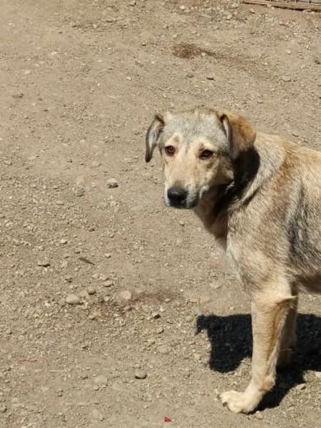 Sandy sucht ein Zuhause