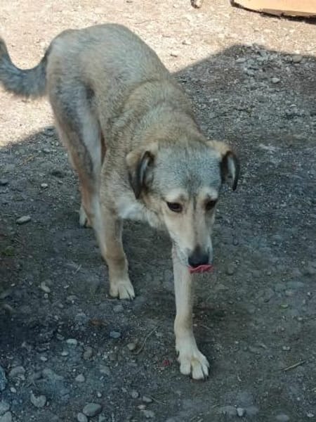 Sandy sucht ein Zuhause