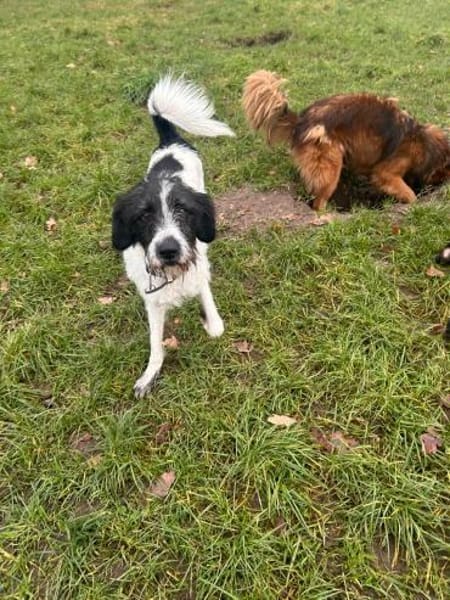 Charlie sucht sein Menschen