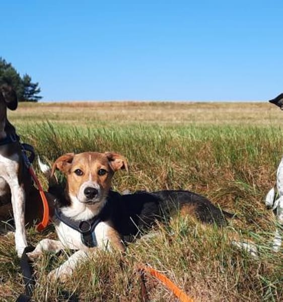 Jungrüde Kurzhaarcollie mix Flynn