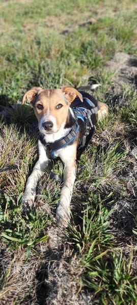 Jungrüde Kurzhaarcollie mix Flynn