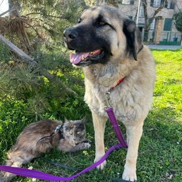 Katzenverträglicher Hoodie sucht Familie