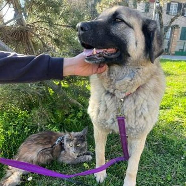 Katzenverträglicher Hoodie sucht Familie