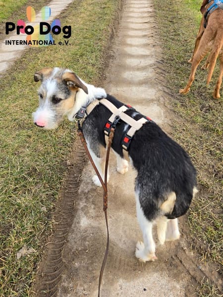 Ronny auf Pflegestelle