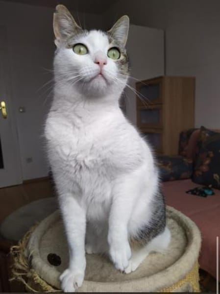 Brian FIV+ sucht dich