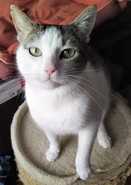 Brian FIV+ sucht dich
