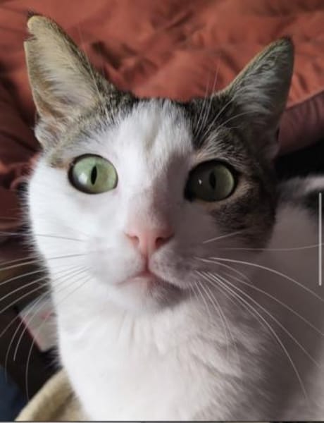 Brian FIV+ sucht dich
