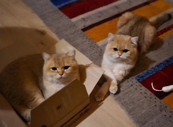 Karlchen und louis