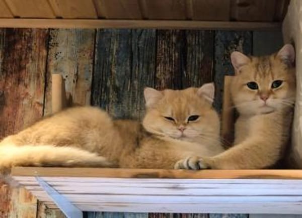 Karlchen und louis