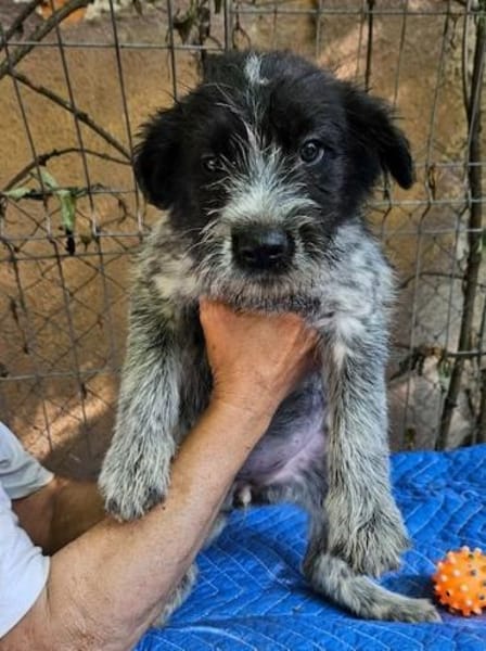 Lilo, nettes Hundemädchen sucht Zuhause