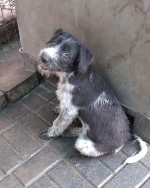 Lilo, nettes Hundemädchen sucht Zuhause