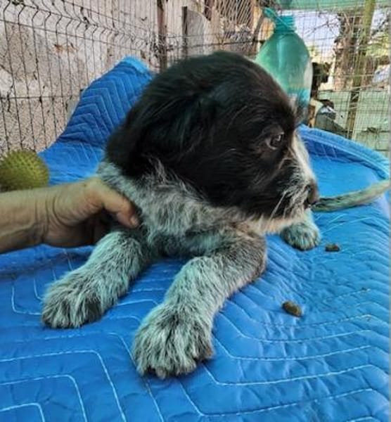Lilo, nettes Hundemädchen sucht Zuhause