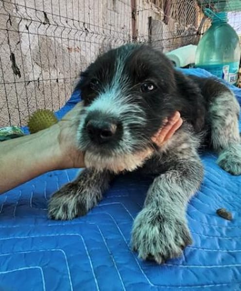 Lilo, nettes Hundemädchen sucht Zuhause