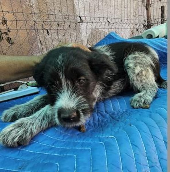 Lilo, nettes Hundemädchen sucht Zuhause