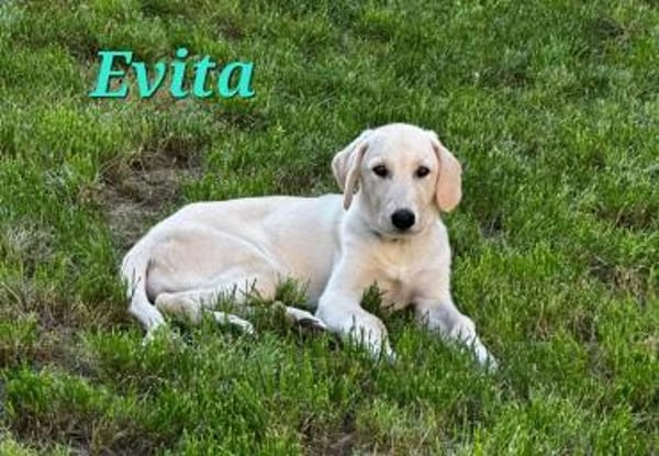EVITA