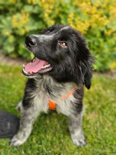 POLLY -rundum tolles Hundekind-