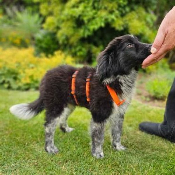 POLLY -rundum tolles Hundekind-