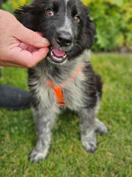 POLLY -rundum tolles Hundekind-