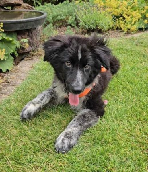 POLLY -rundum tolles Hundekind-