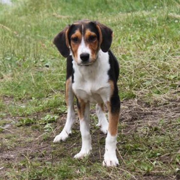 Mia - Körbchen zum Träumen gesucht