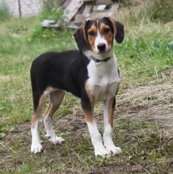 Mia - Körbchen zum Träumen gesucht