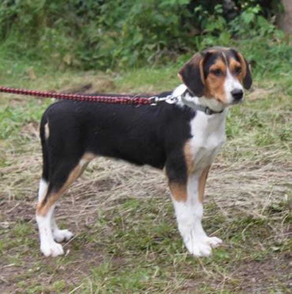 Mia - Körbchen zum Träumen gesucht