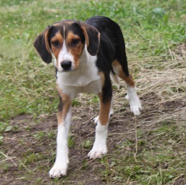 Mia - Körbchen zum Träumen gesucht