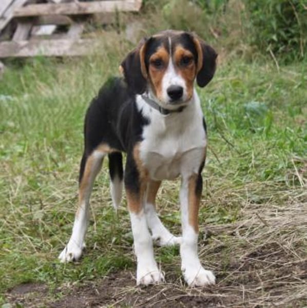 Mia - Körbchen zum Träumen gesucht