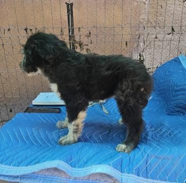 Patty, verspielte Hündin sucht Zuhause