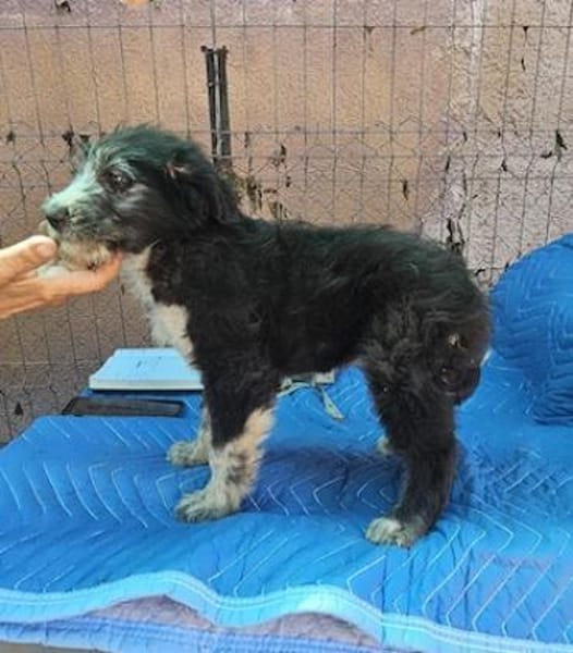 Patty, verspielte Hündin sucht Zuhause