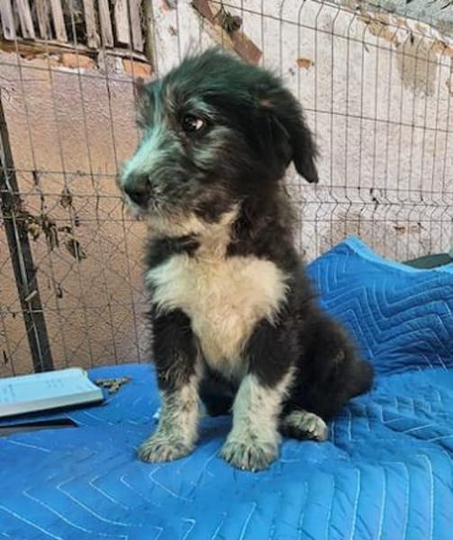 Patty, verspielte Hündin sucht Zuhause